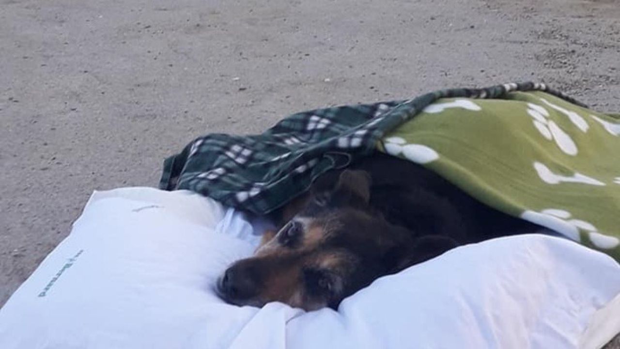 cane riposa in spiaggia