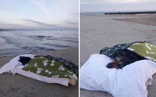 La porta in spiaggia per l’ultima volta: quest’uomo rende felice la sua cagnolina prima che muoia