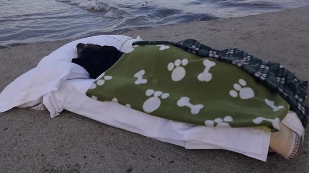 il padrone porta la cagnolina in spiaggia per l'ultima volta