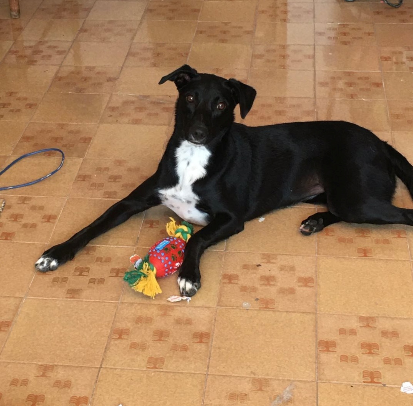 cagnolina nera