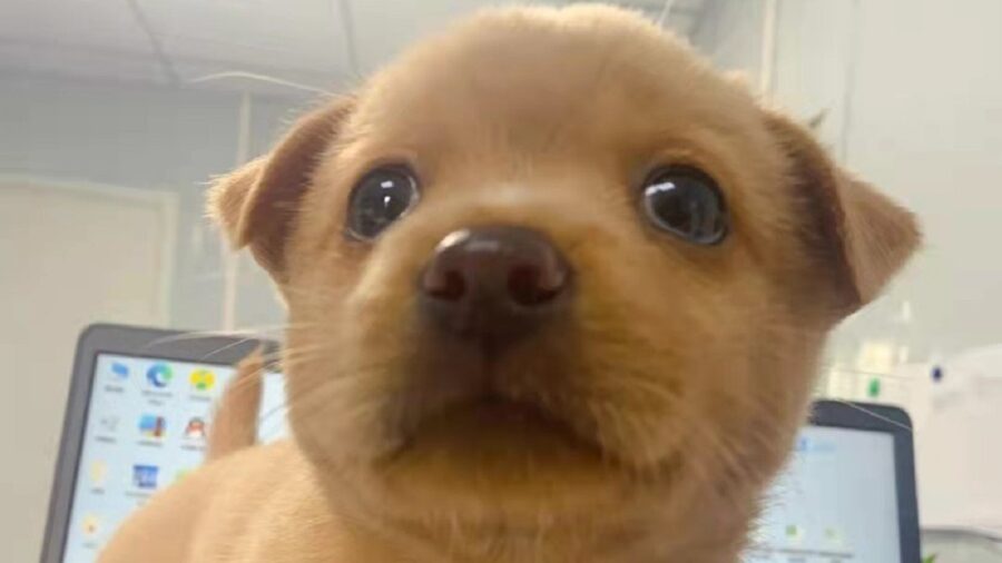 L'adorabile cagnolina dagli occhi marroni