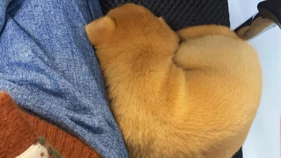 L'adorabile cagnolina mentre fa un riposino