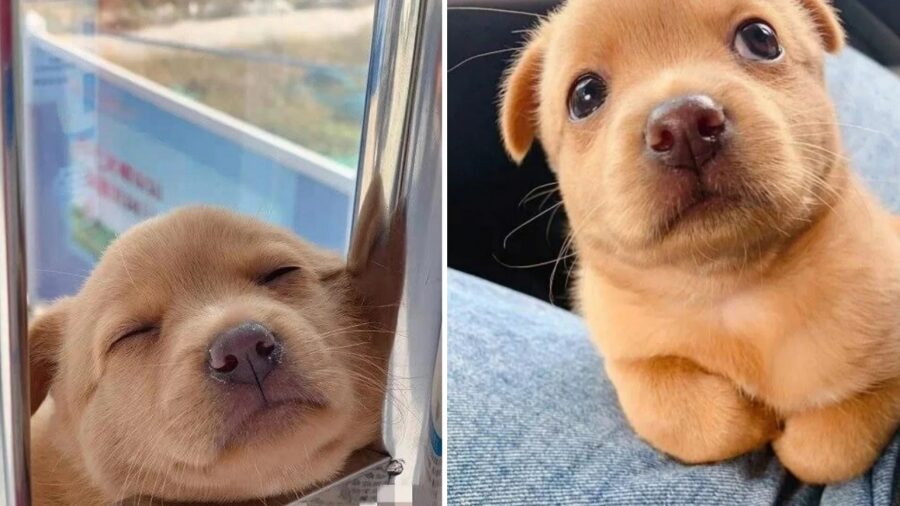 L'adorabile cagnolina dal pelo marrone