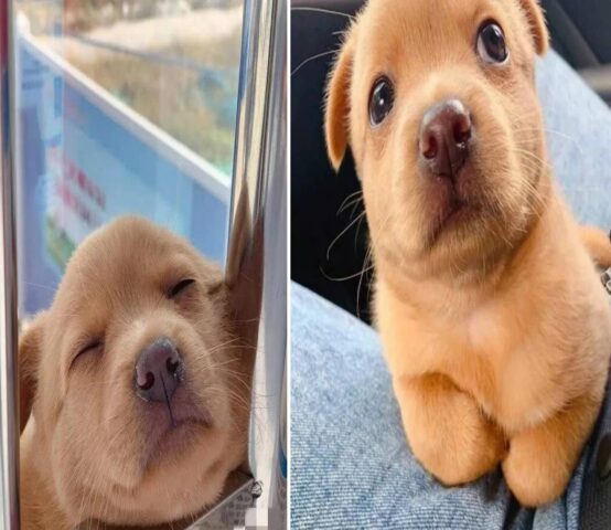 L’adorabile cagnolina viene trovata di fronte a un cantiere edile e diventa la mascotte dell’azienda