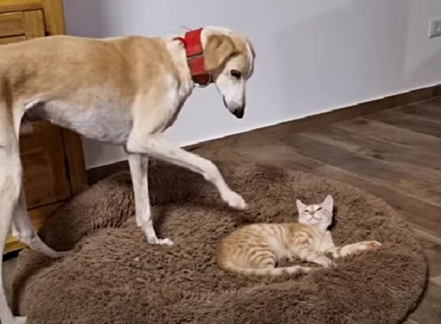 L’enorme cane chiede gentilmente al gatto di lasciargli il posto sul cuscino, ma lui non è convinto