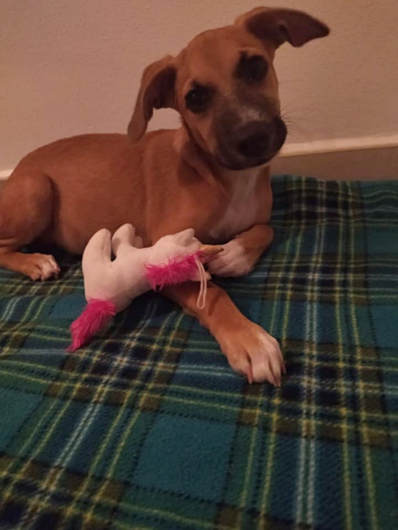 cagnolina con peluce