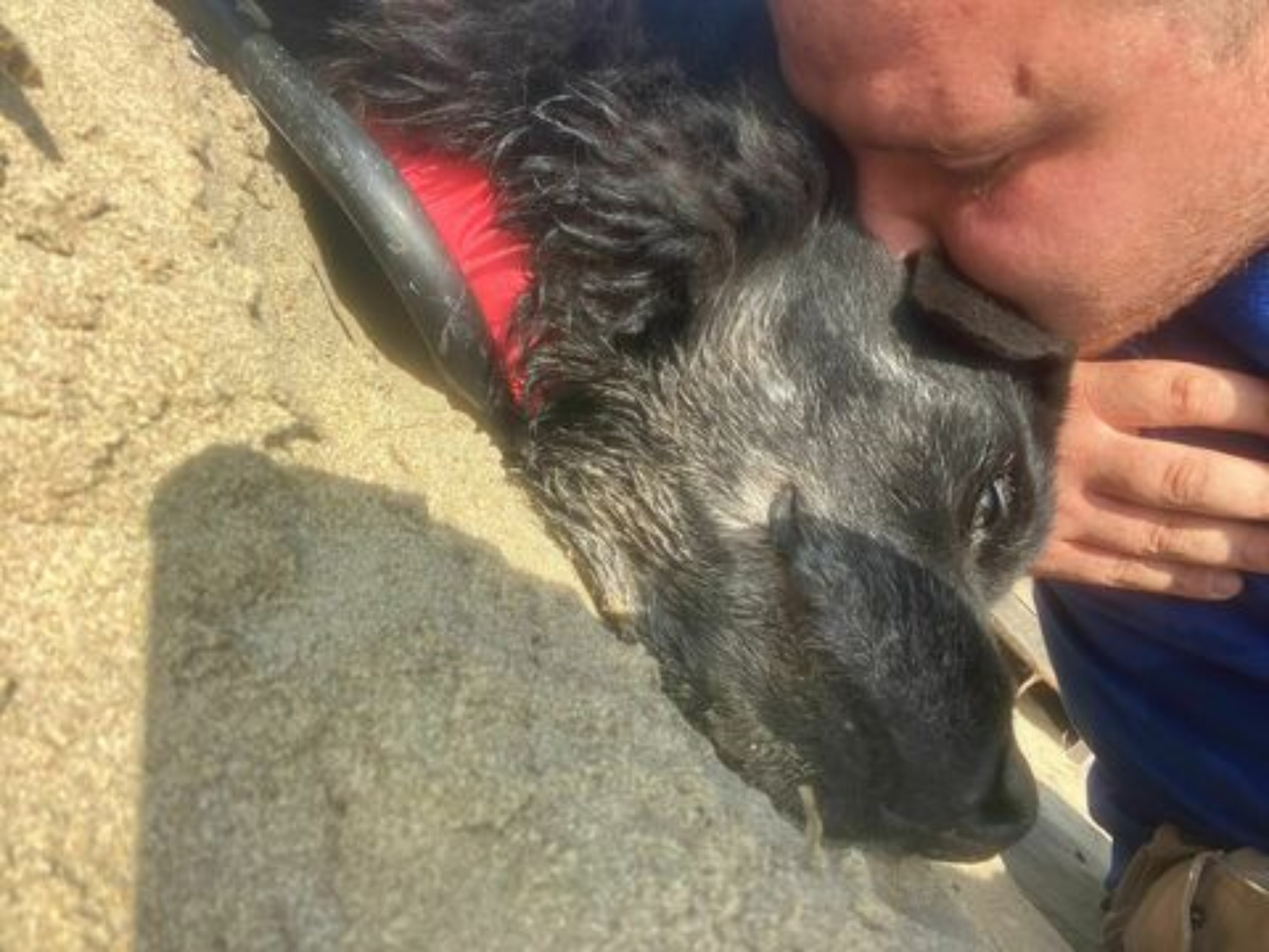 cane e umano in spiaggia