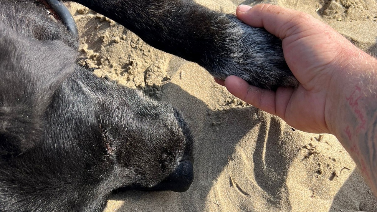 cane in spiaggia poldo