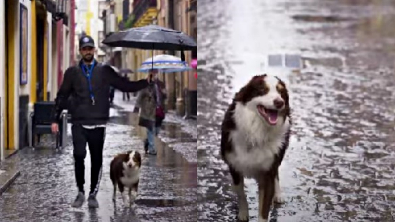 cane e uomo