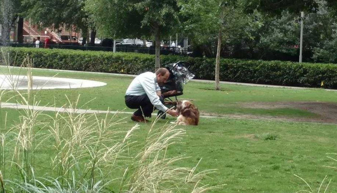 il cane disabile portato al parco in passeggino
