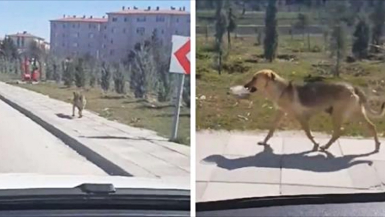 cagnolina in strada