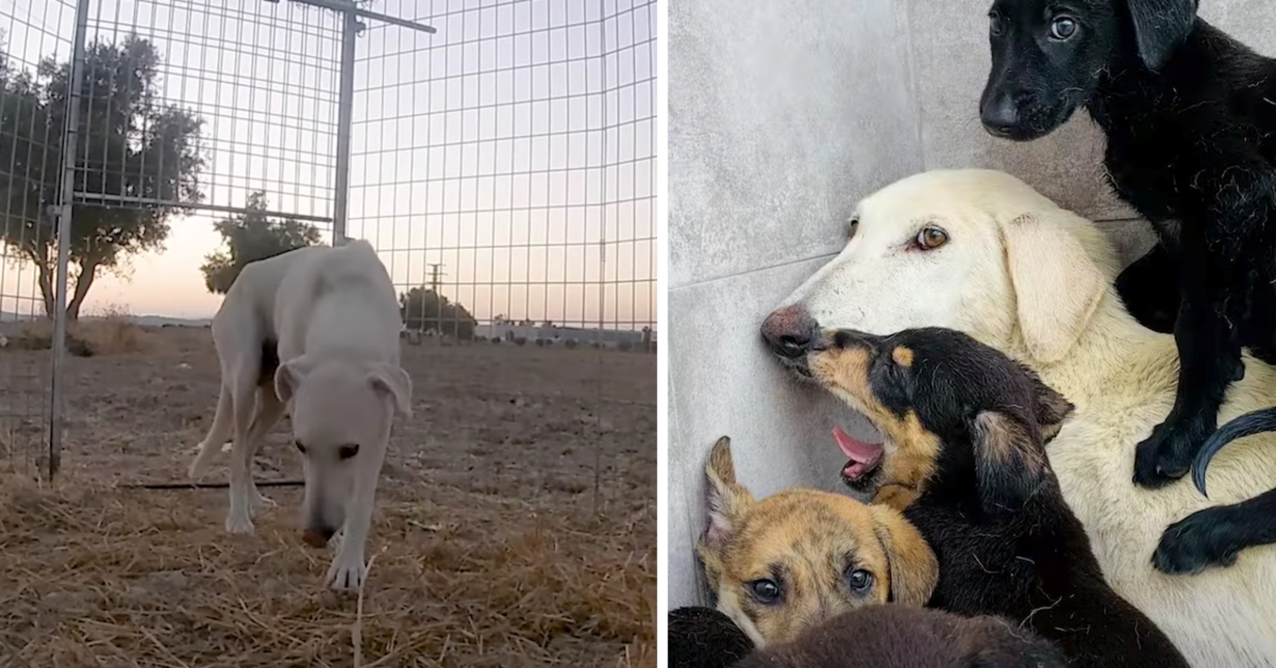 mamma cane e piccoli