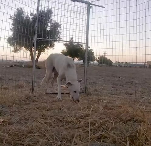 Mamma cane osservava da lontano mentre i soccorritori cercavano i recuperare i suoi piccoli