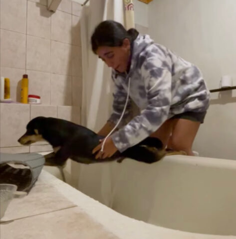 No, a questo cane non piace per niente bagnarsi né tantomeno entrare in vasca