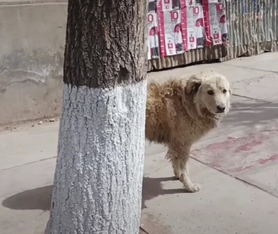 Passa una parata di animali domestici con i loro padroni. E il cane randagio si rattrista