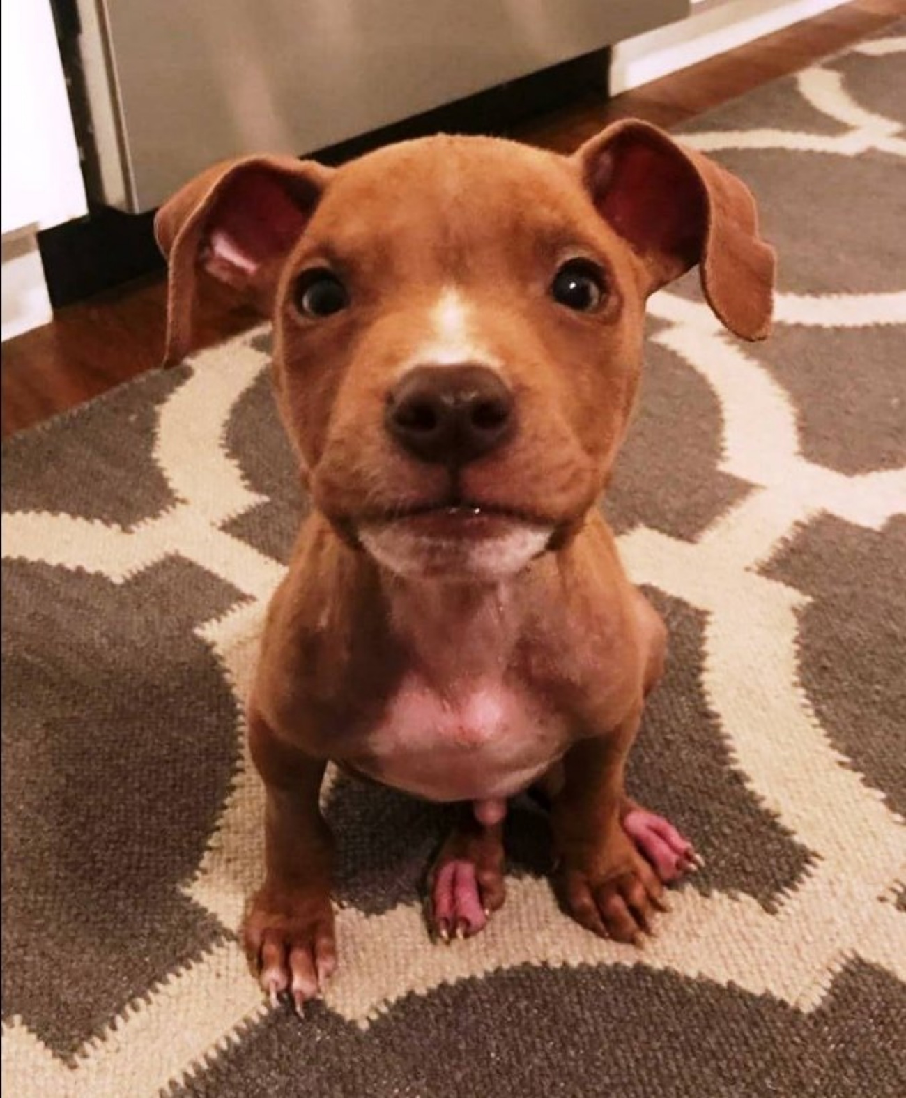 cucciolo di cane