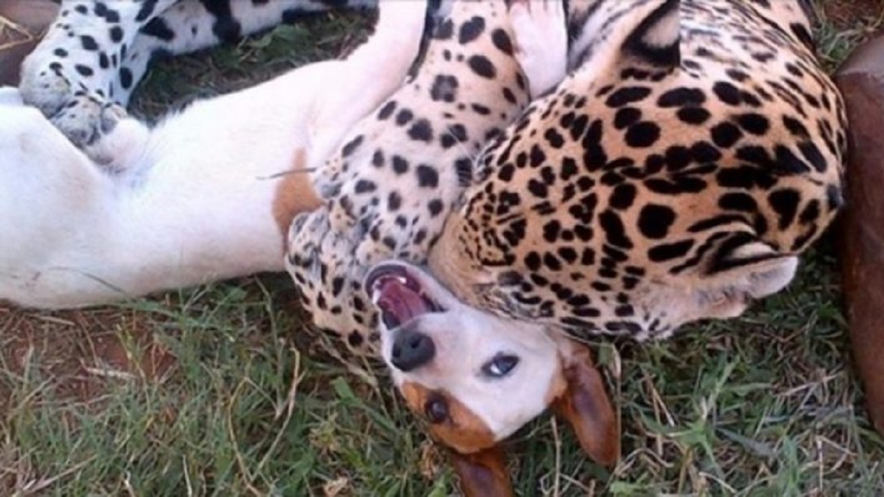 Provano a separare un cagnolino da un felino