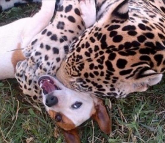 Provano a separare il tenero cagnolino dal “pericoloso” giaguaro, ma non si aspettavano ciò che hanno visto