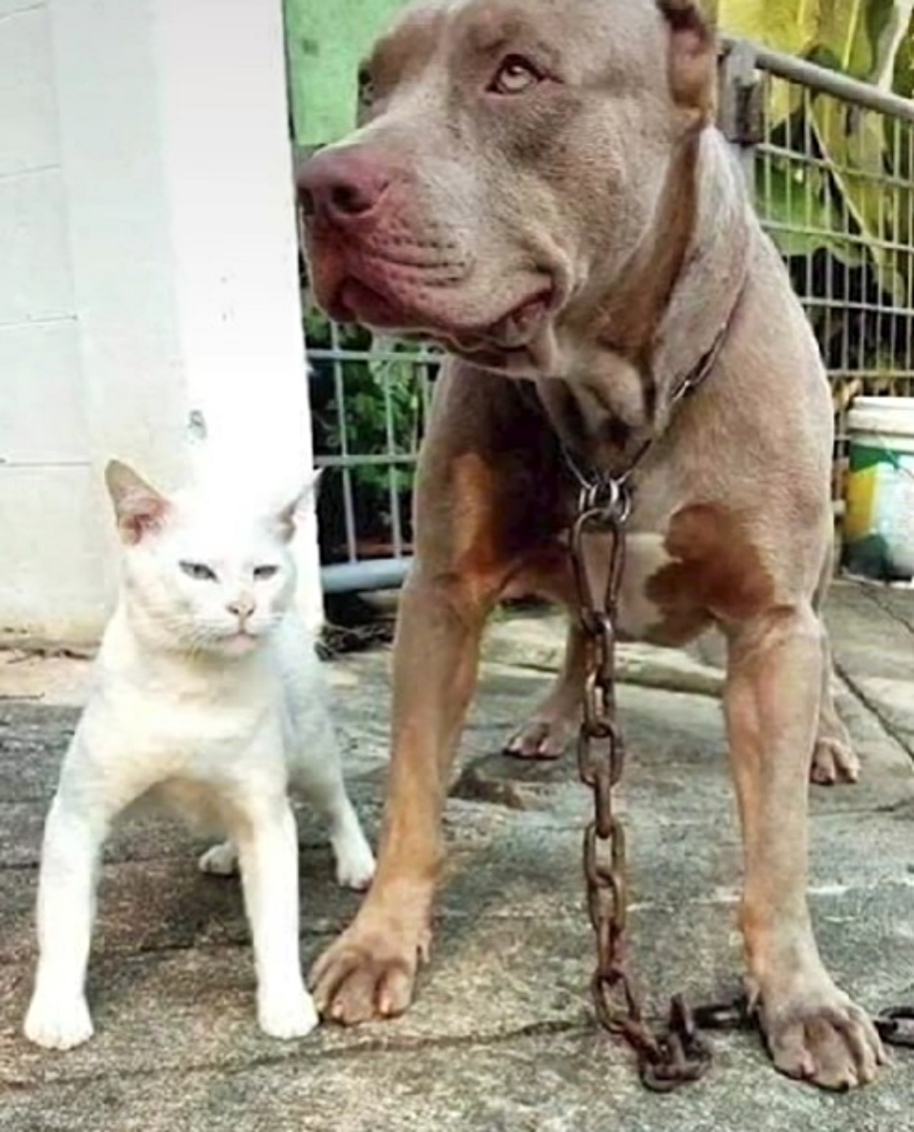 cane e gatto