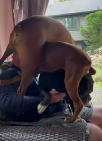 Questi cani non hanno alcuna intenzione di far godere la partita di football al loro amico umano