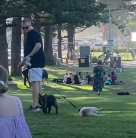 Il Bulldog Francese non vuole lasciare il parco