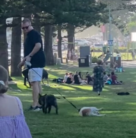 Questo Bulldog Francese non ha alcuna voglia di lasciare il parco e lo fa capire al suo umano