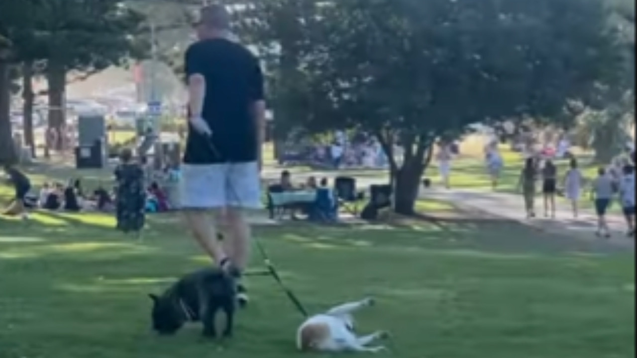 Bulldog Francese vuole restare al parco