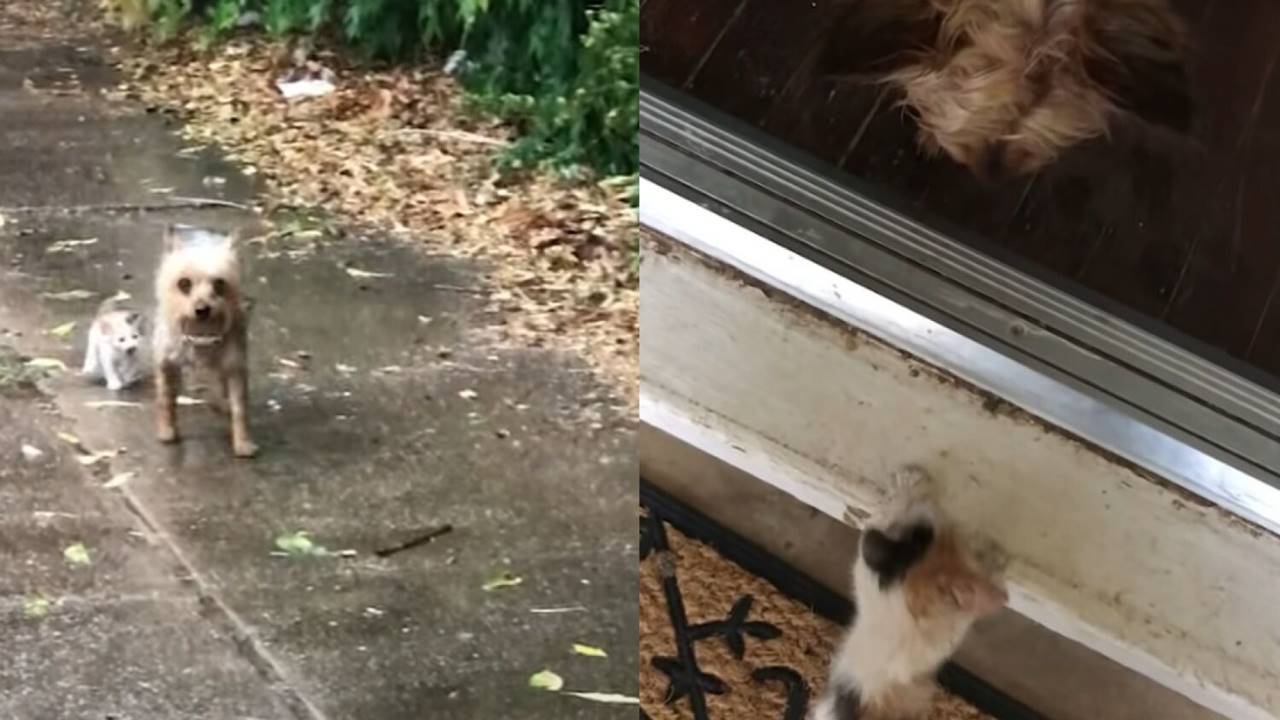 Questo cagnolino ha portato a casa un gatto