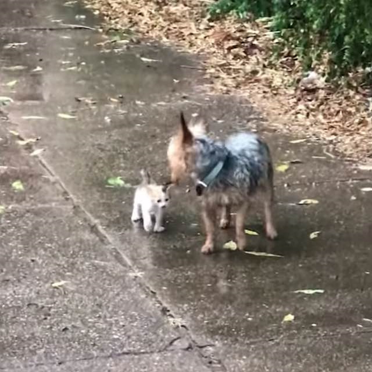 Questo cagnolino sta salvando un gatto