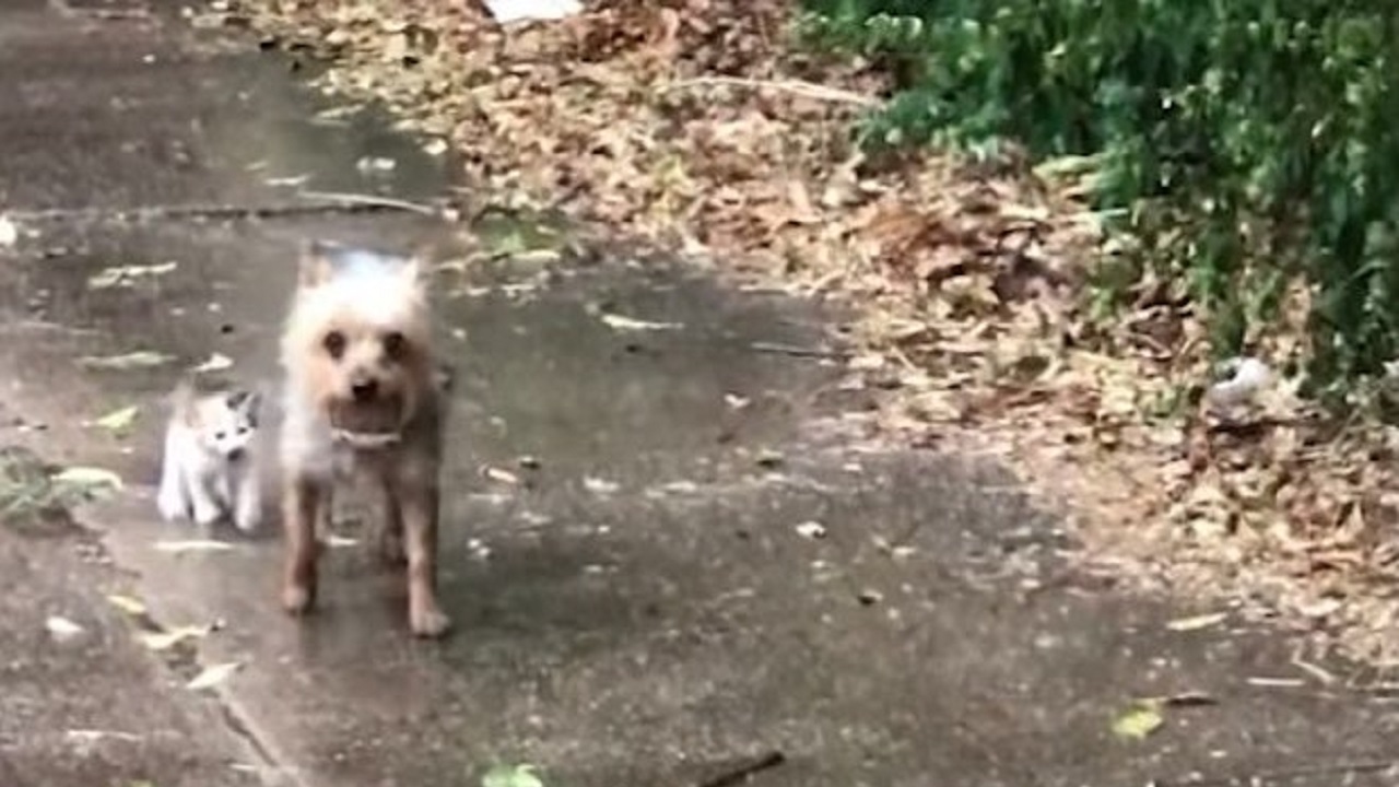 Questo cagnolino insieme ad un gatto