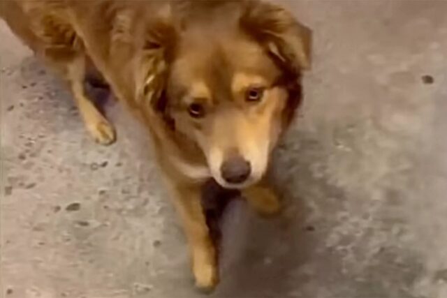 Questo cane abbandonato si presenta ogni sera davanti alla panineria per avere il suo pasto gratis