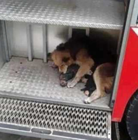 Ha preferito rischiare la vita: questo cane è passato più volte dalle fiamme per salvare i suoi cuccioli