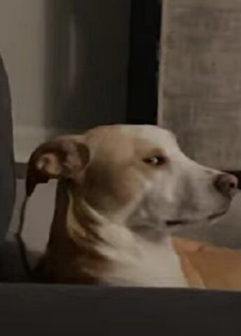 Questo cane è ufficialmente un campione delle espressioni: il suo sguardo dice tutto