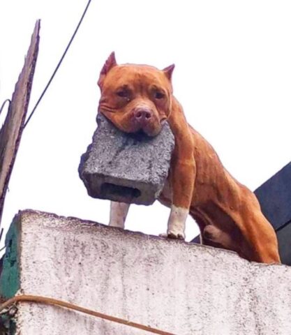 Questo cane ha una reazione un po’ eccessiva quando un uomo ritira i beni del suo proprietario