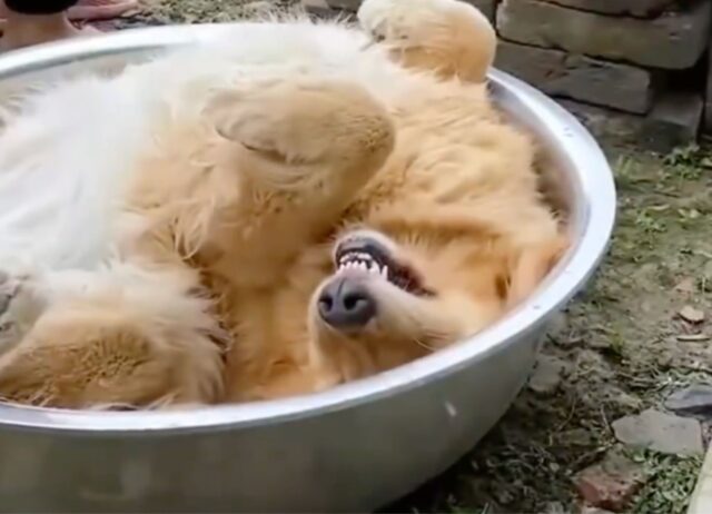 il cane fa uno splendido bagno grazie alla padrona