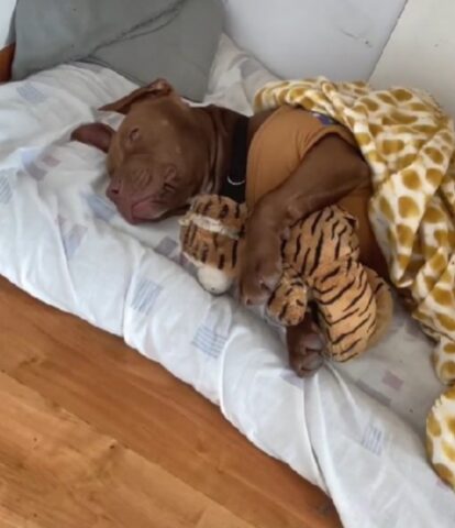 Questo tenero Pitbull ha bisogno del suo pupazzo di peluche per poter dormire