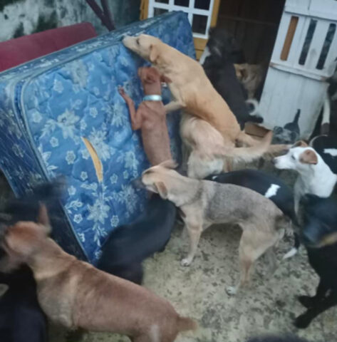 Cani giocano con i letti nuovi