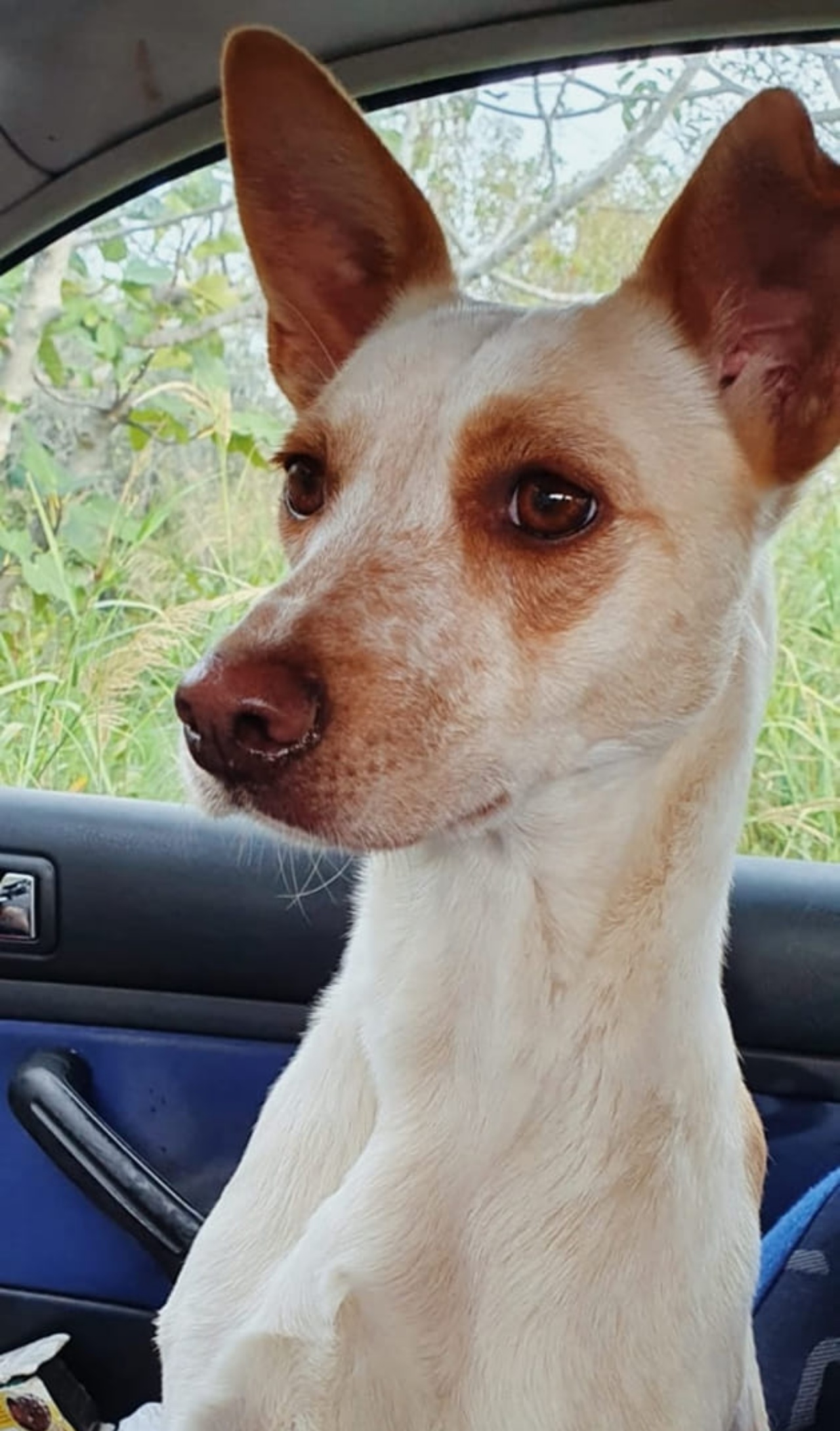 terra cagnolina bianca e marrone