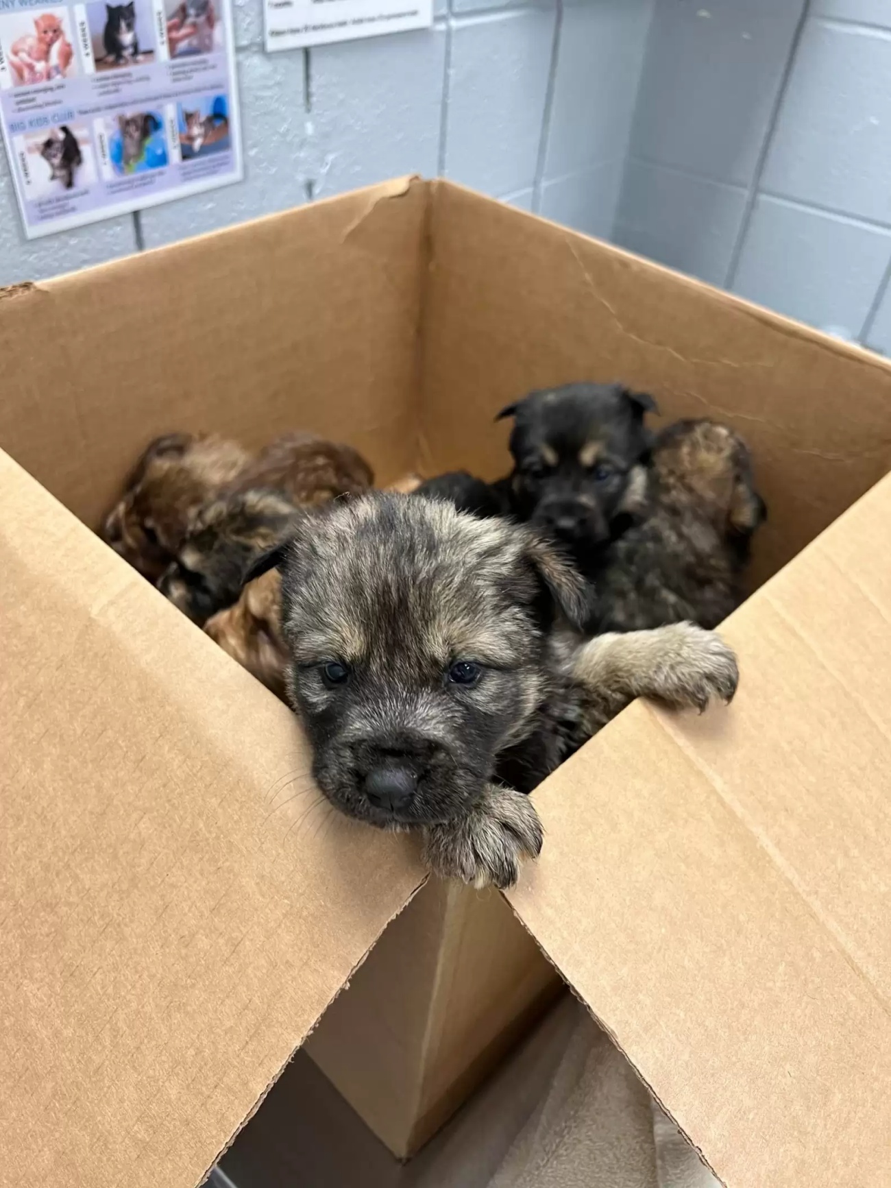 cuccioli in una scatola