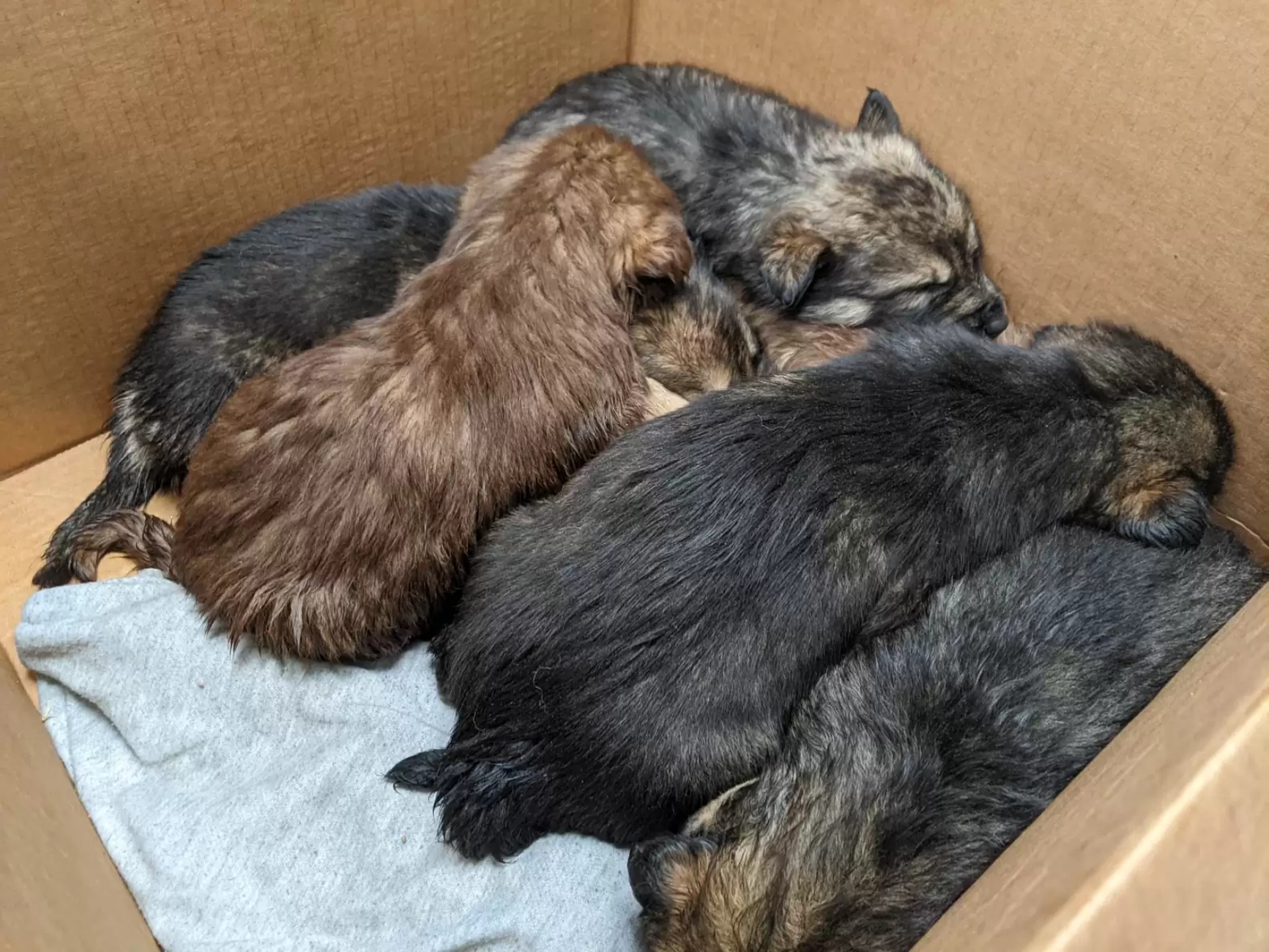 cagnolini nella scatola