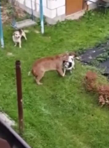 Un puma attacca un cagnolino: a difenderlo accorre il suo migliore amico