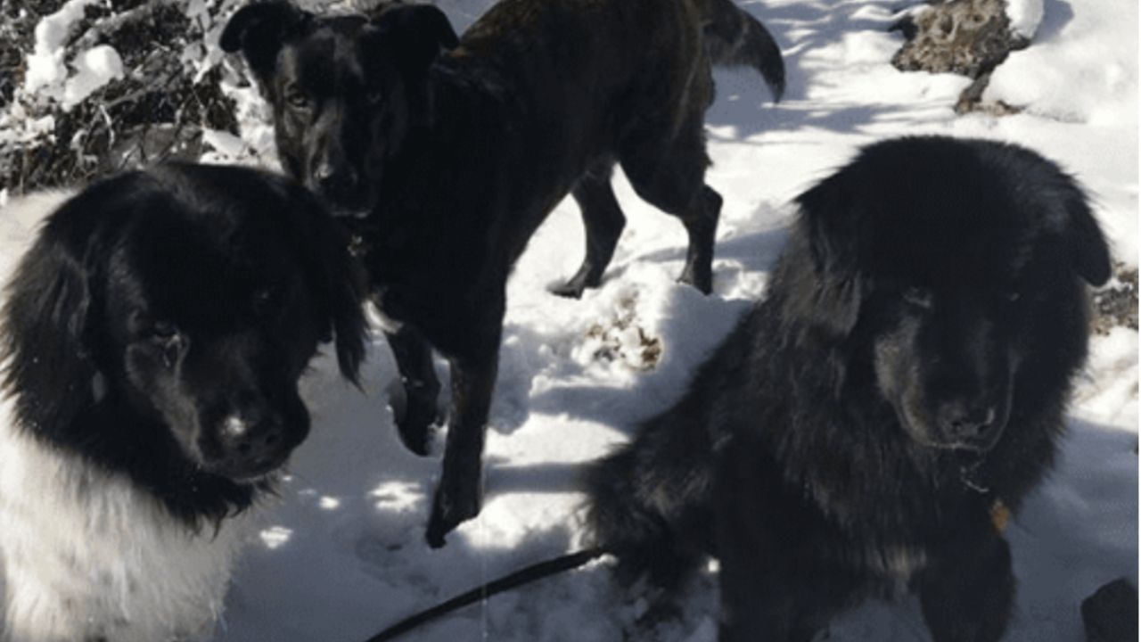 randagio ha trovato una casa nella neve