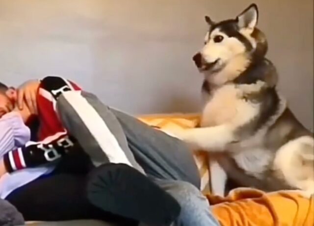 Un cagnolone si ingelosisce vedendo i suoi padroni che si abbracciano senza includerlo (VIDEO)