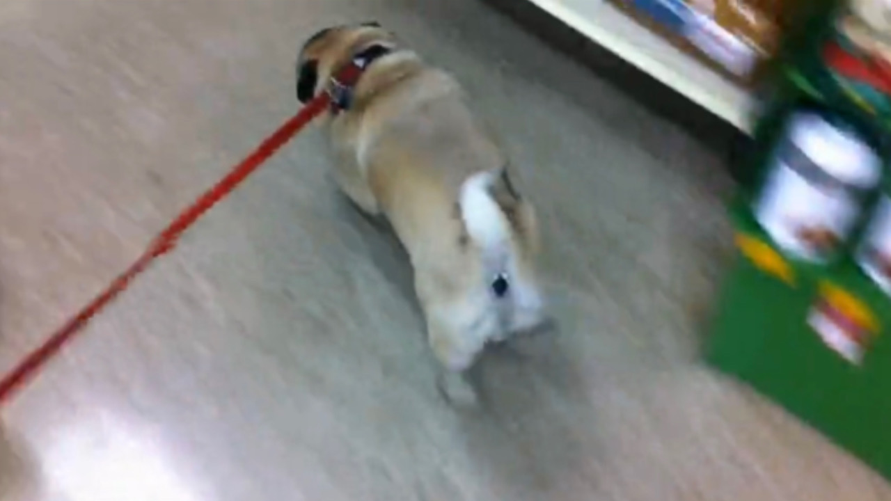 Cane cerca giochi nel negozio per animali