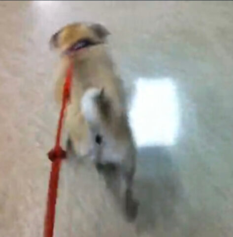 Un cane perde completamente il contegno quando viene portato al negozio di giocattoli