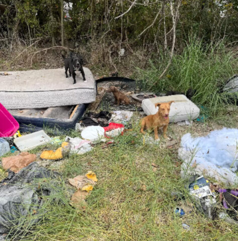 Una donna trova un’intera famiglia di cani gettata via nella spazzatura e decide di intervenire