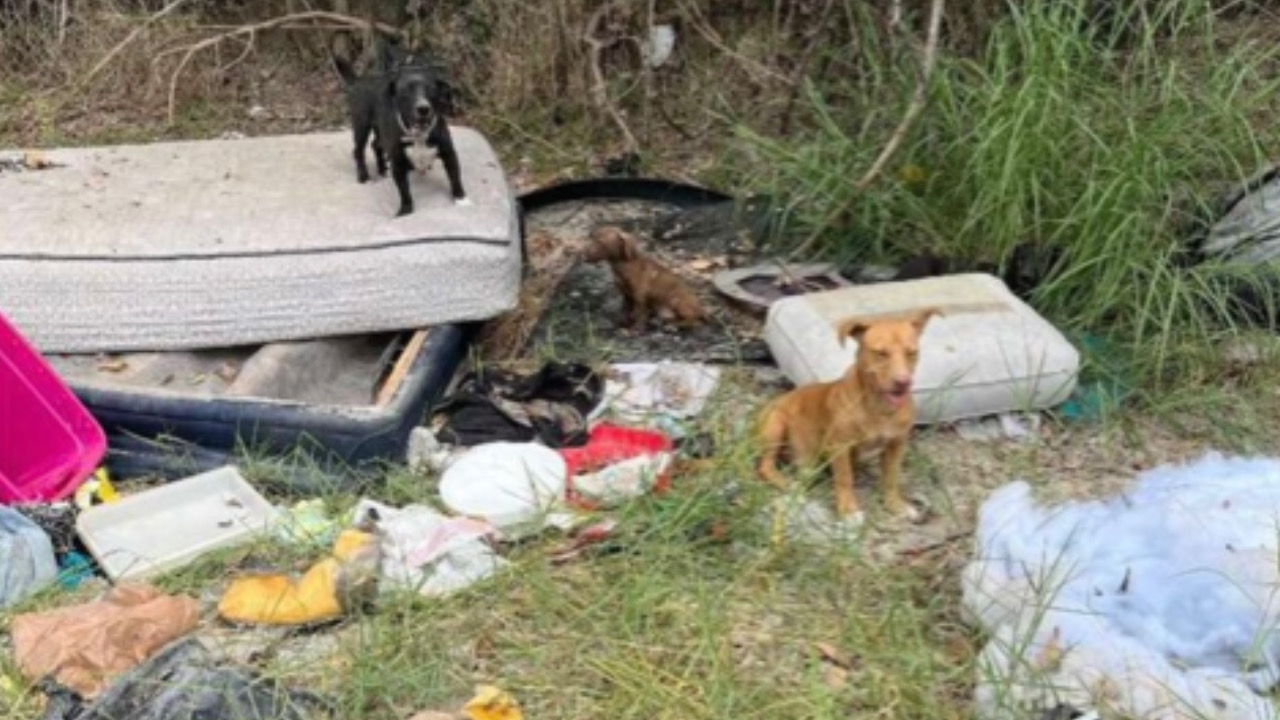 La famiglia di cani viene salvata dall’associazione