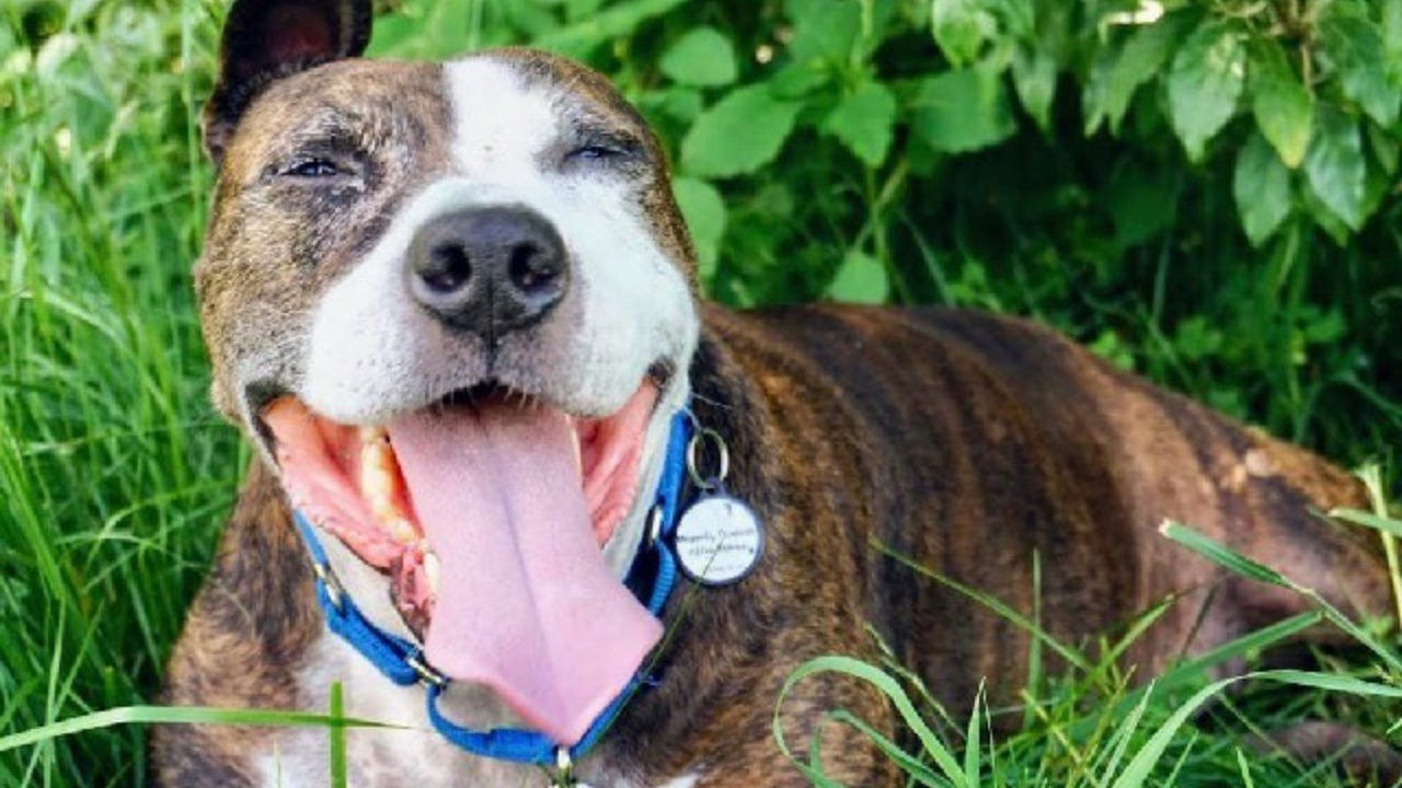 cagnolone senza un orecchio