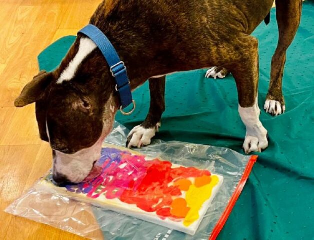 Van Gogh, il cane salvato dai combattimenti oggi dipinge con la lingua