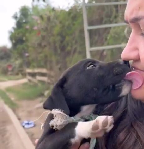 Vedono un cucciolo di cane provare ad attraversare una strada trafficata e provano a intervenire